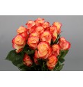 ΤΡΙΑΝΤΑΦΥΛΛΑ ΔΙΧΡΩΜΑ 50εκ ROSEN  CABARET 50cm